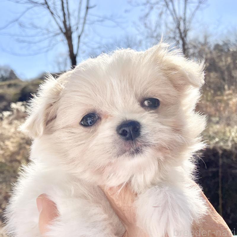 販売中の福島県のミックス犬-431005