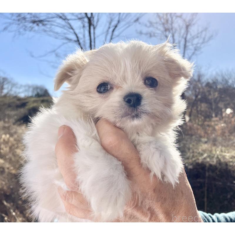 販売中の福島県のミックス犬-431005の7枚目