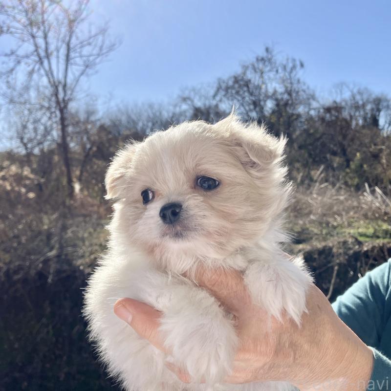 販売中の福島県のミックス犬-431005の6枚目