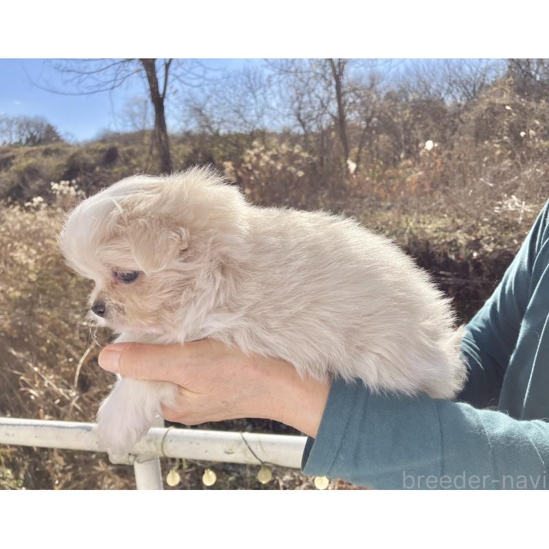 販売中の福島県のミックス犬-431005の5枚目