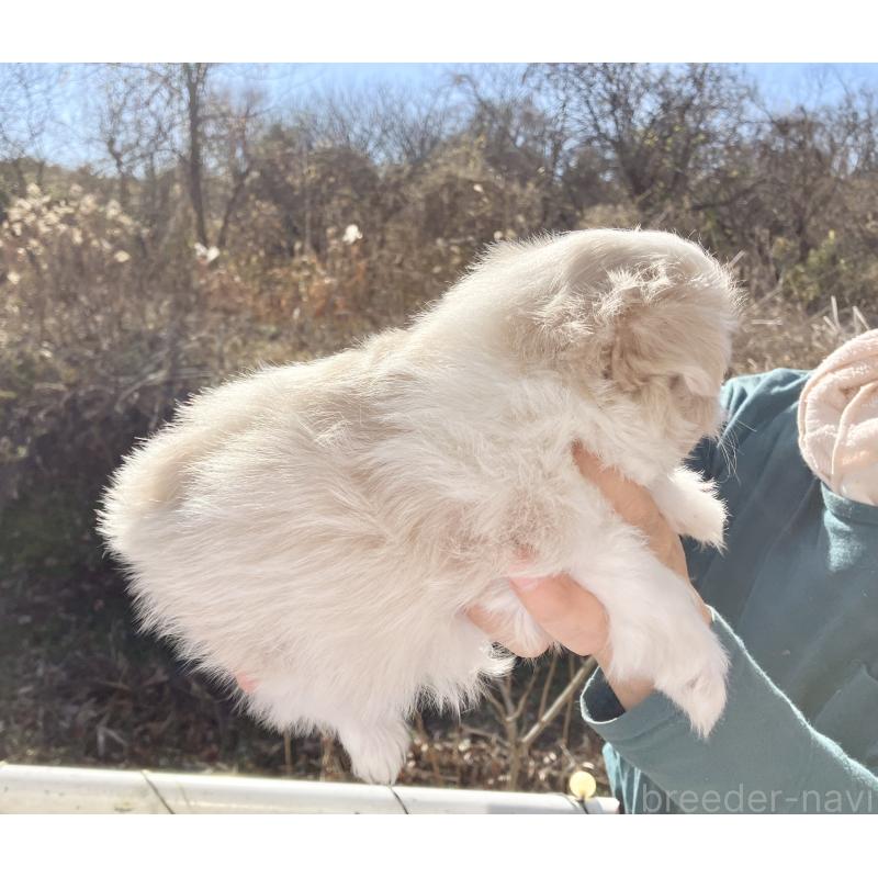 販売中の福島県のミックス犬-431005の4枚目