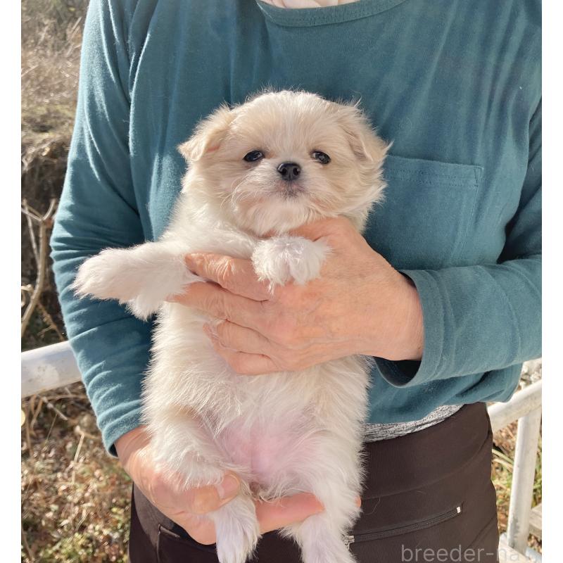 販売中の福島県のミックス犬-431005の3枚目