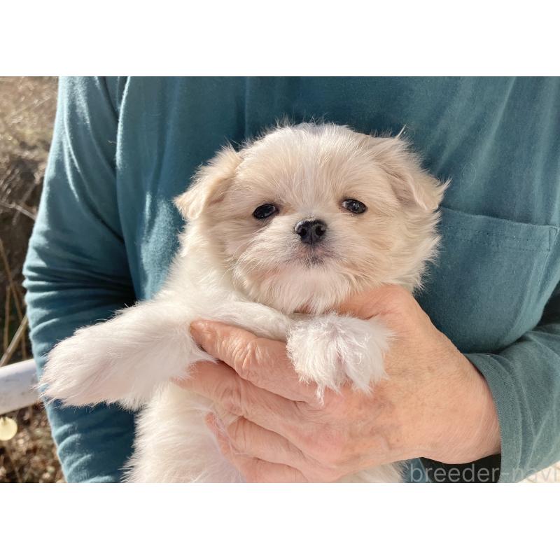 販売中の福島県のミックス犬-431005の2枚目