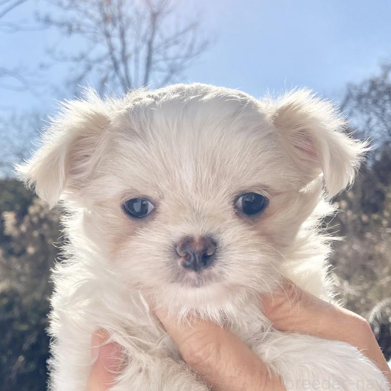 販売中の福島県のミックス犬-431006の6枚目