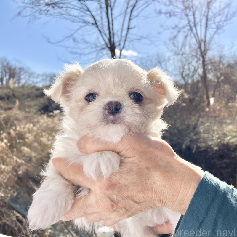 販売中の福島県のミックス犬-431006の5枚目