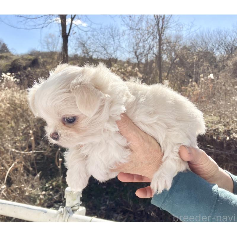 販売中の福島県のミックス犬-431006の4枚目