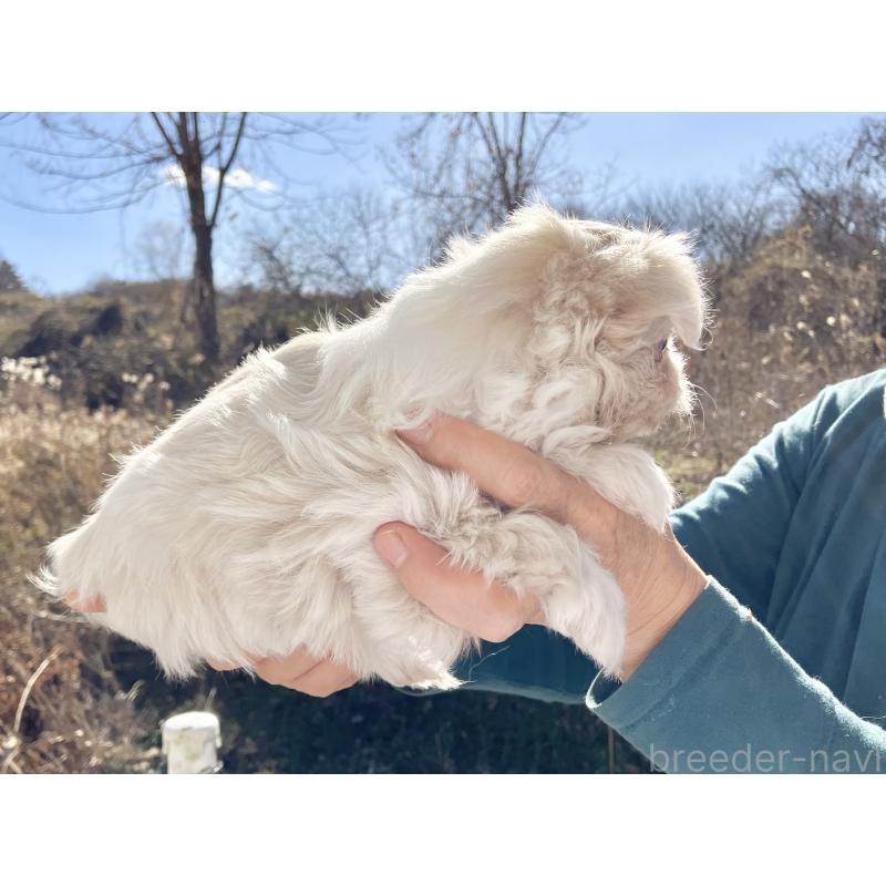 販売中の福島県のミックス犬-431006の3枚目