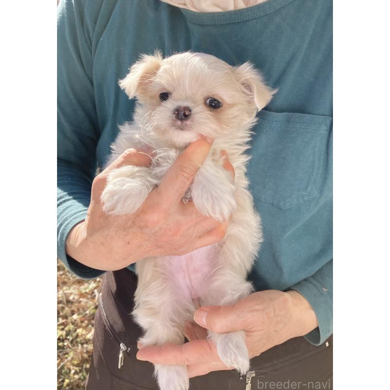 販売中の福島県のミックス犬-431006の2枚目