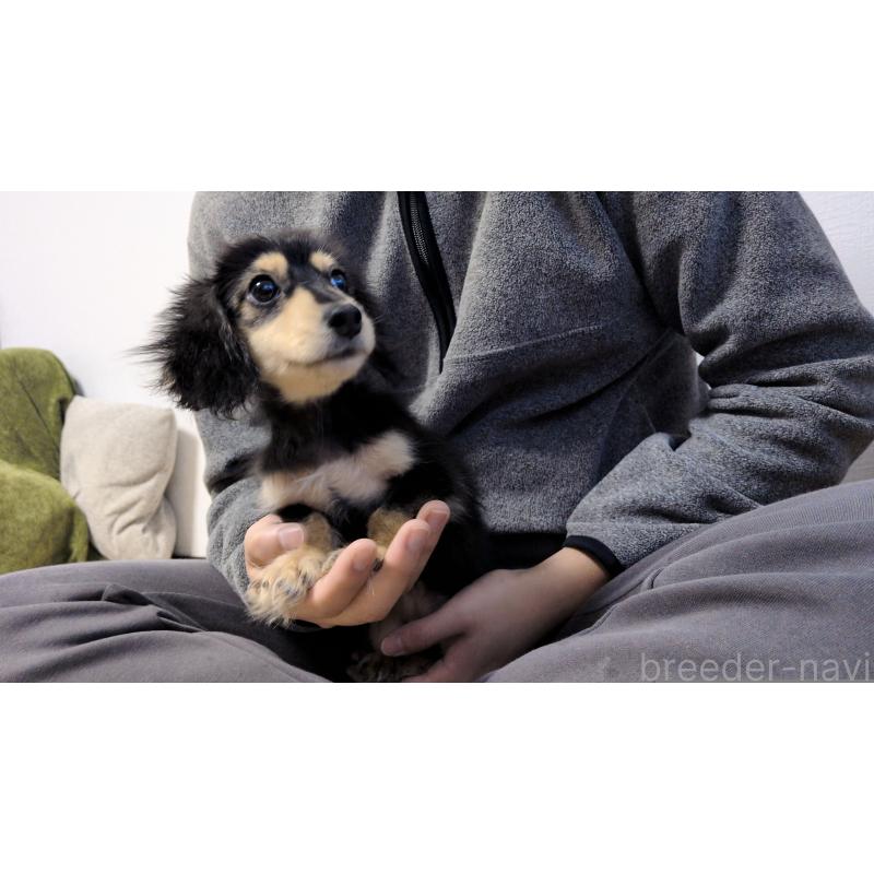 販売中の茨城県のミニチュアダックスフンド(ロングヘアード)-412741の8枚目