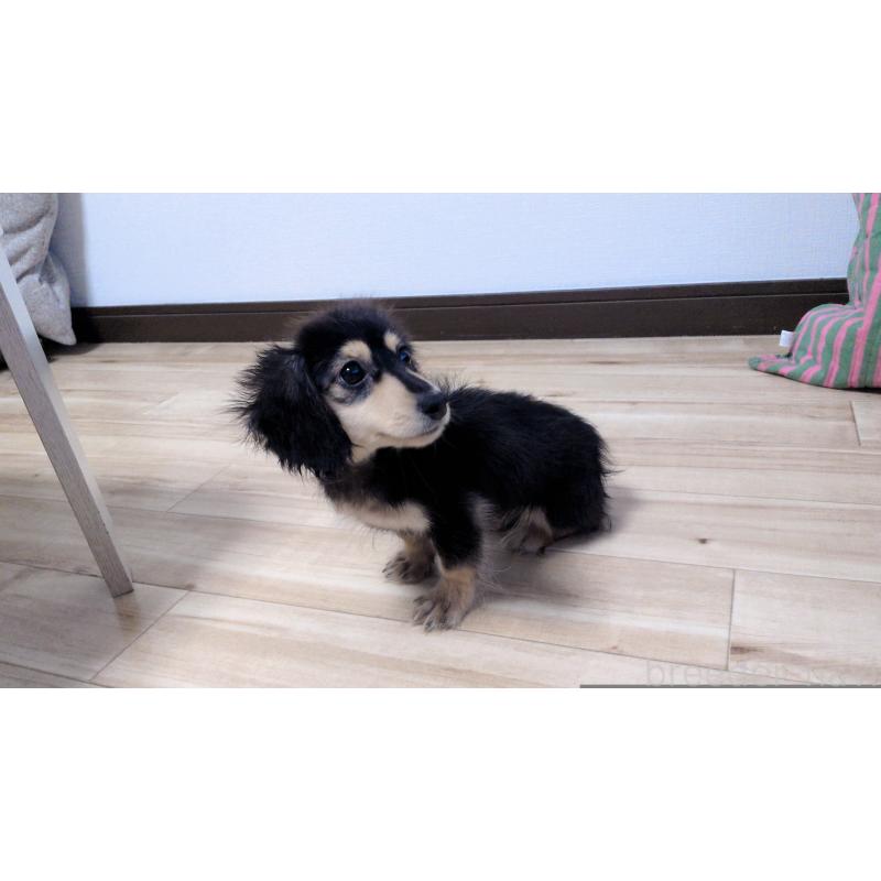 販売中の茨城県のミニチュアダックスフンド(ロングヘアード)-412741の6枚目