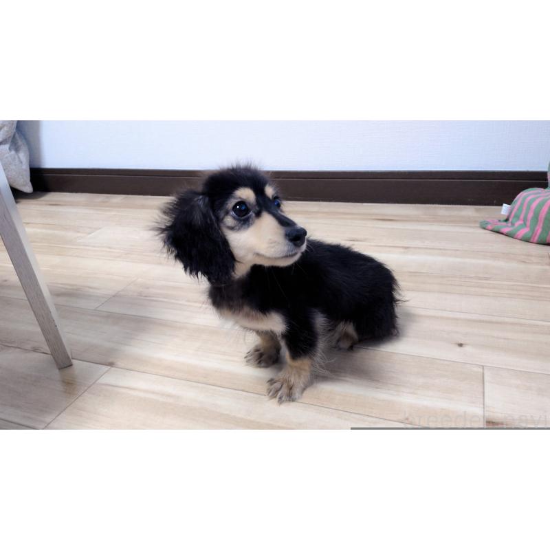 販売中の茨城県のミニチュアダックスフンド(ロングヘアード)-412741の5枚目