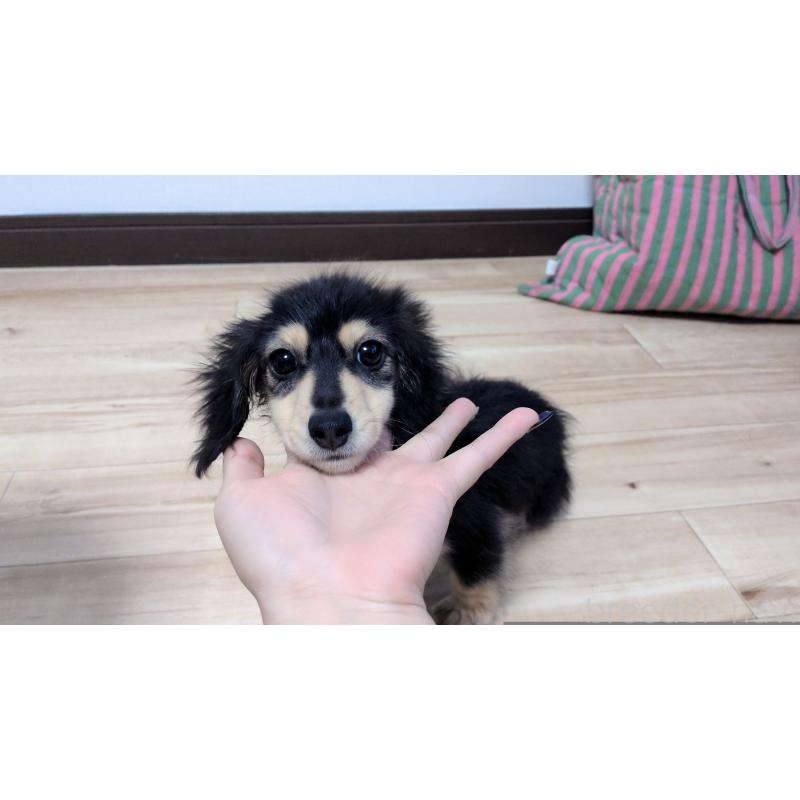 販売中の茨城県のミニチュアダックスフンド(ロングヘアード)-412741の4枚目