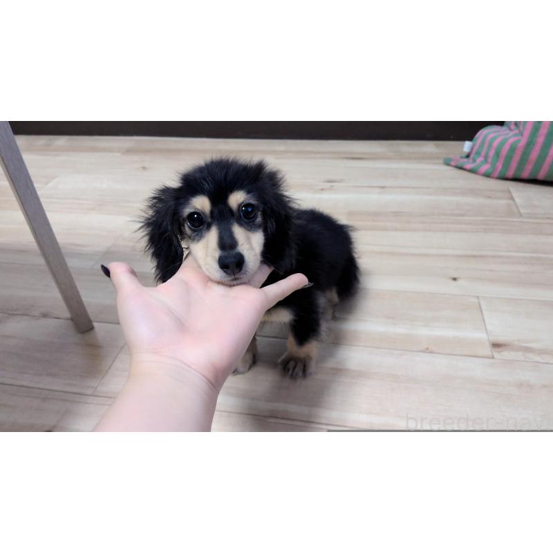 販売中の茨城県のミニチュアダックスフンド(ロングヘアード)-412741の3枚目