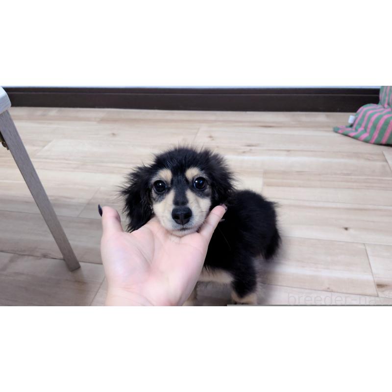 販売中の茨城県のミニチュアダックスフンド(ロングヘアード)-412741の2枚目