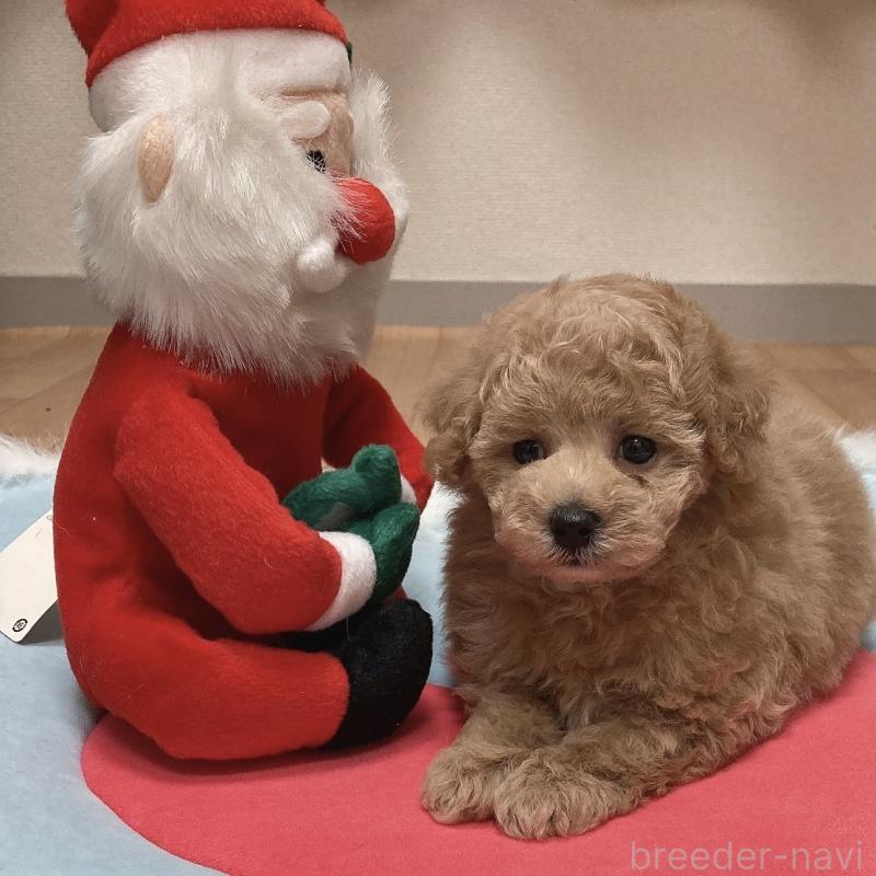 販売中の広島県のタイニープードル-431023の1枚目