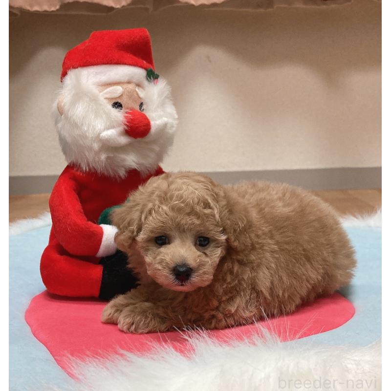 販売中の広島県のタイニープードル-431023の6枚目