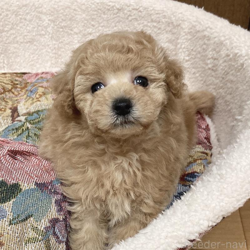 販売中の広島県のタイニープードル-431023の5枚目