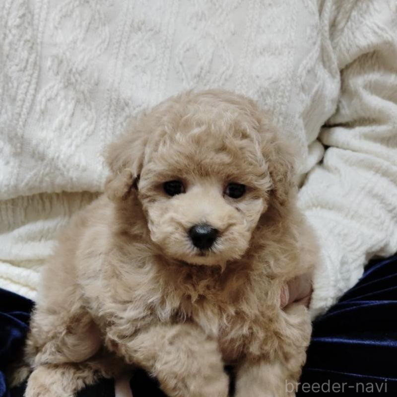 販売中の広島県のタイニープードル-431023の3枚目
