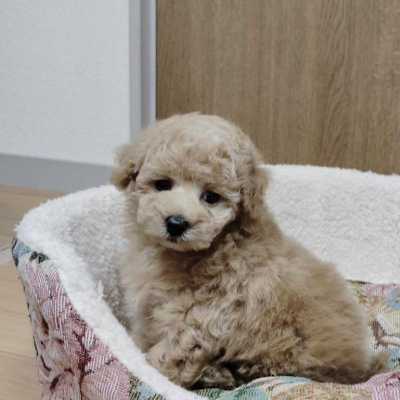 販売中の広島県のタイニープードル-431023の2枚目