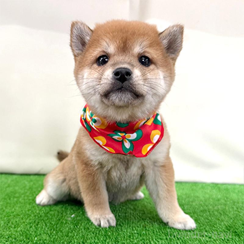 販売中の神奈川県の豆柴-430901