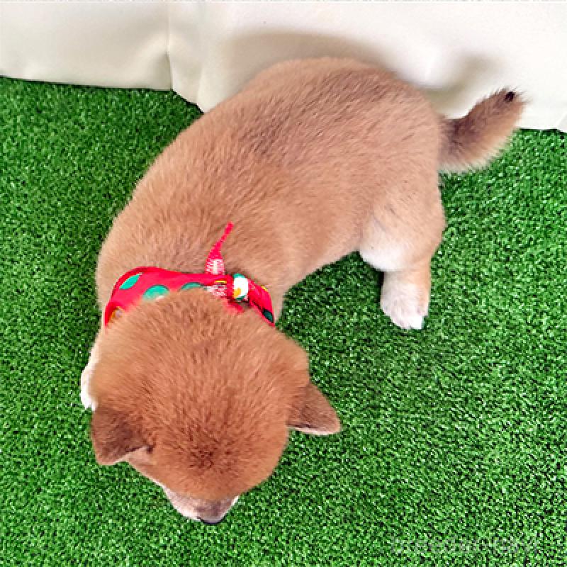 成約済の神奈川県の豆柴-430901の4枚目