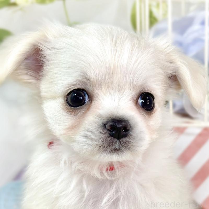 販売中ののチワマル:チワワ×マルチーズ-430689