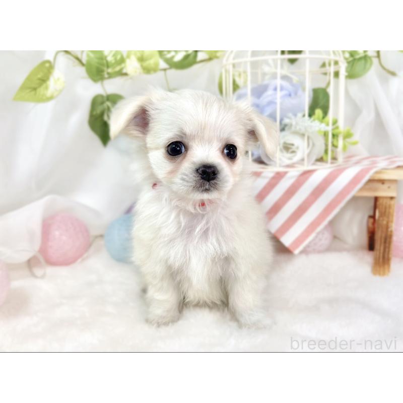 成約済の滋賀県のチワマル:チワワ×マルチーズ-430689の4枚目