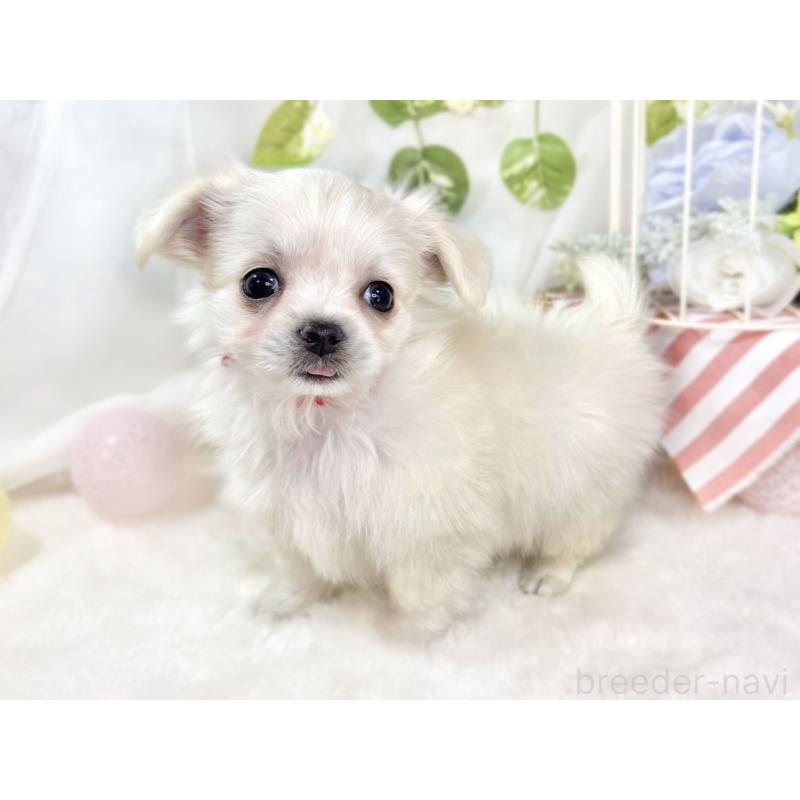 成約済の滋賀県のチワマル:チワワ×マルチーズ-430689の3枚目