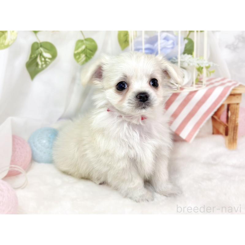 成約済の滋賀県のチワマル:チワワ×マルチーズ-430689の2枚目