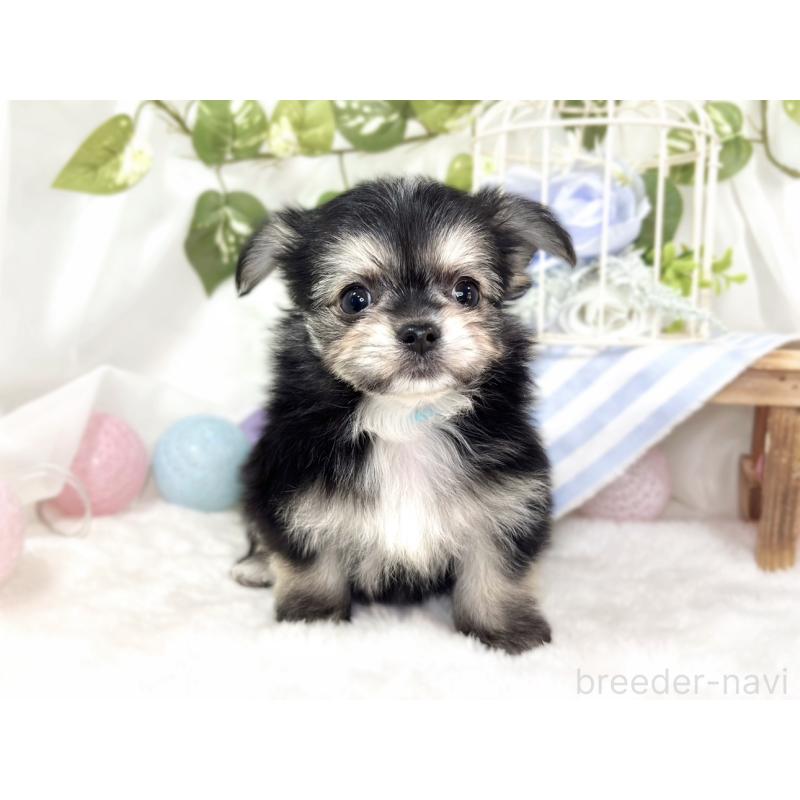 成約済の滋賀県のチワマル:チワワ×マルチーズ-430691の4枚目