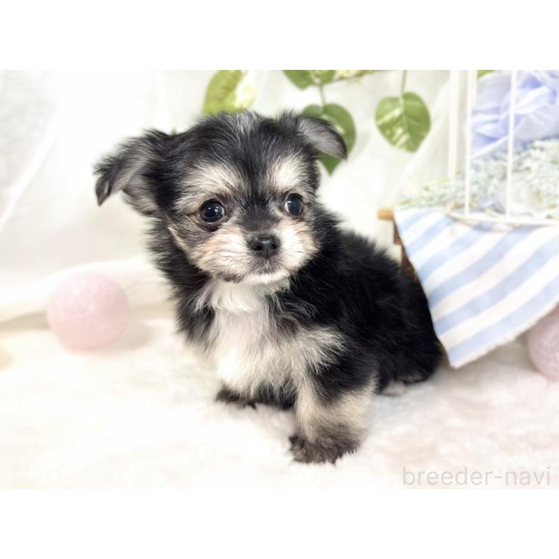 成約済の滋賀県のチワマル:チワワ×マルチーズ-430691の3枚目