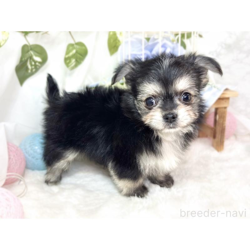 成約済の滋賀県のチワマル:チワワ×マルチーズ-430691の2枚目