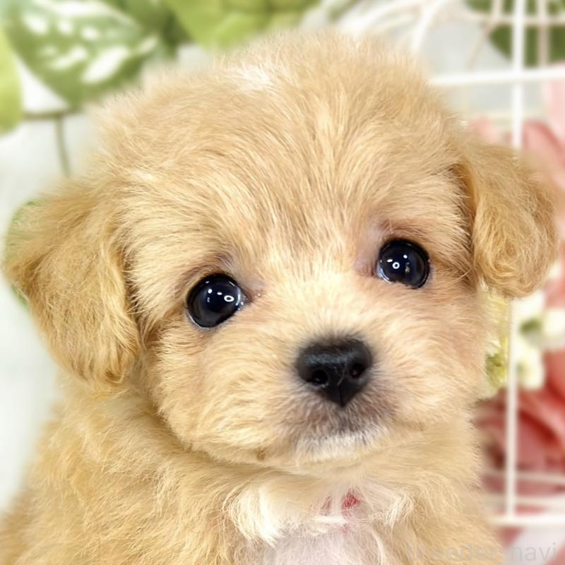 販売中の滋賀県のチワプー:チワワ×トイプードル-430721