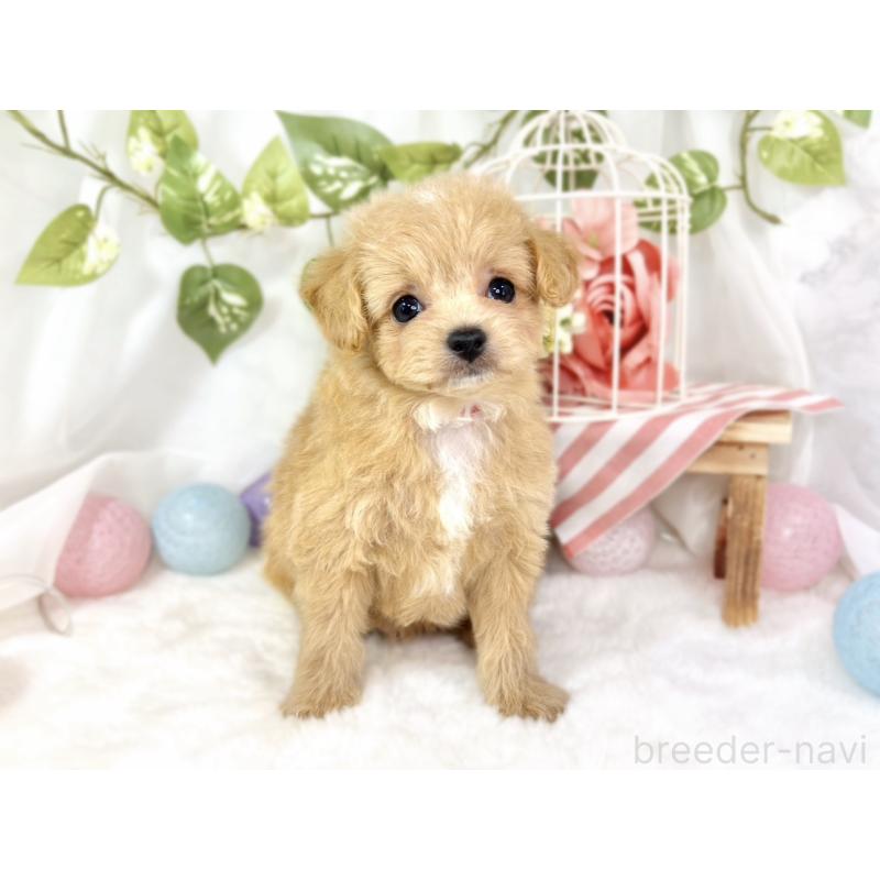 成約済の滋賀県のチワプー:チワワ×トイプードル-430721の4枚目