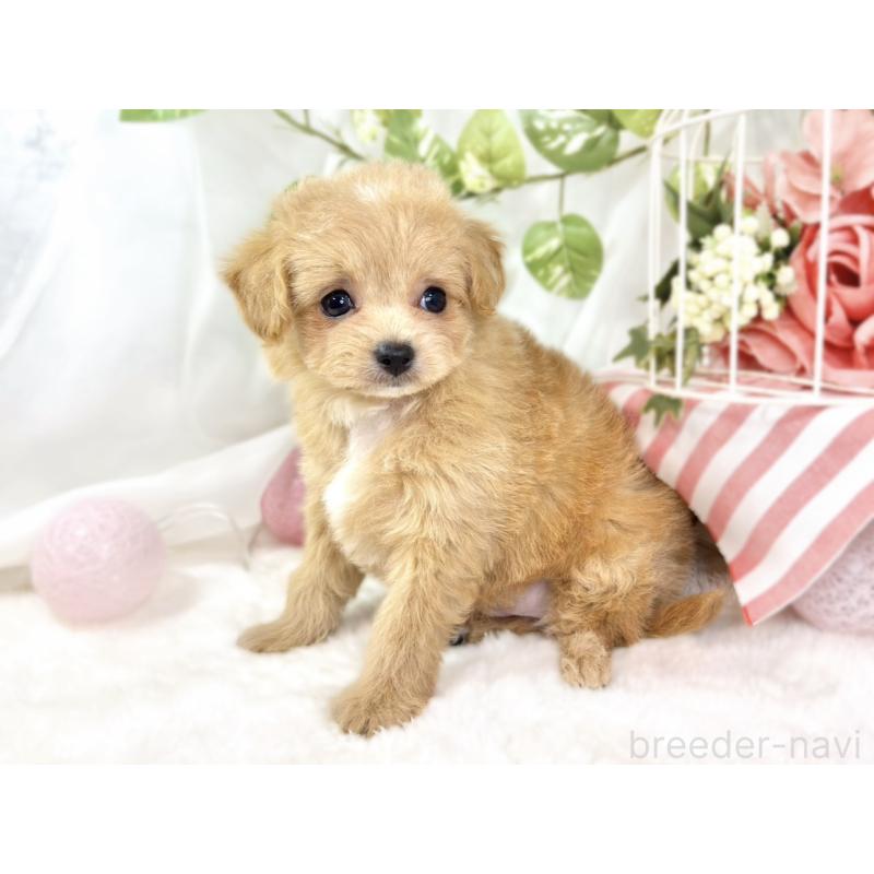 成約済の滋賀県のチワプー:チワワ×トイプードル-430721の3枚目