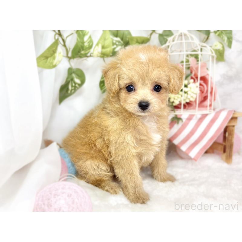 成約済の滋賀県のチワプー:チワワ×トイプードル-430721の2枚目