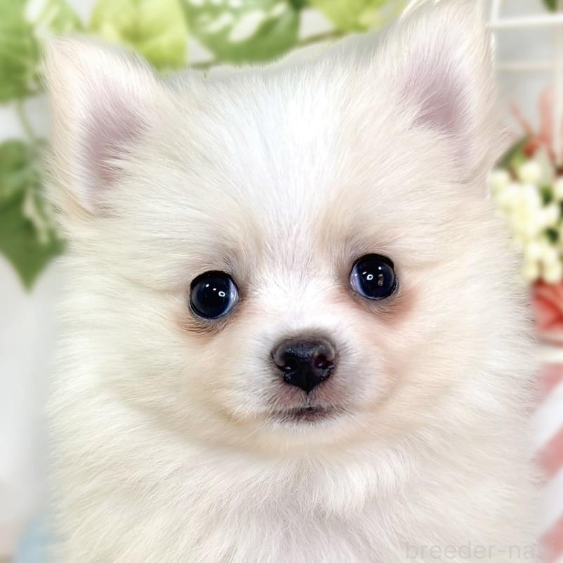 販売中の滋賀県のポメチワ:ポメラニアン×チワワ-430725