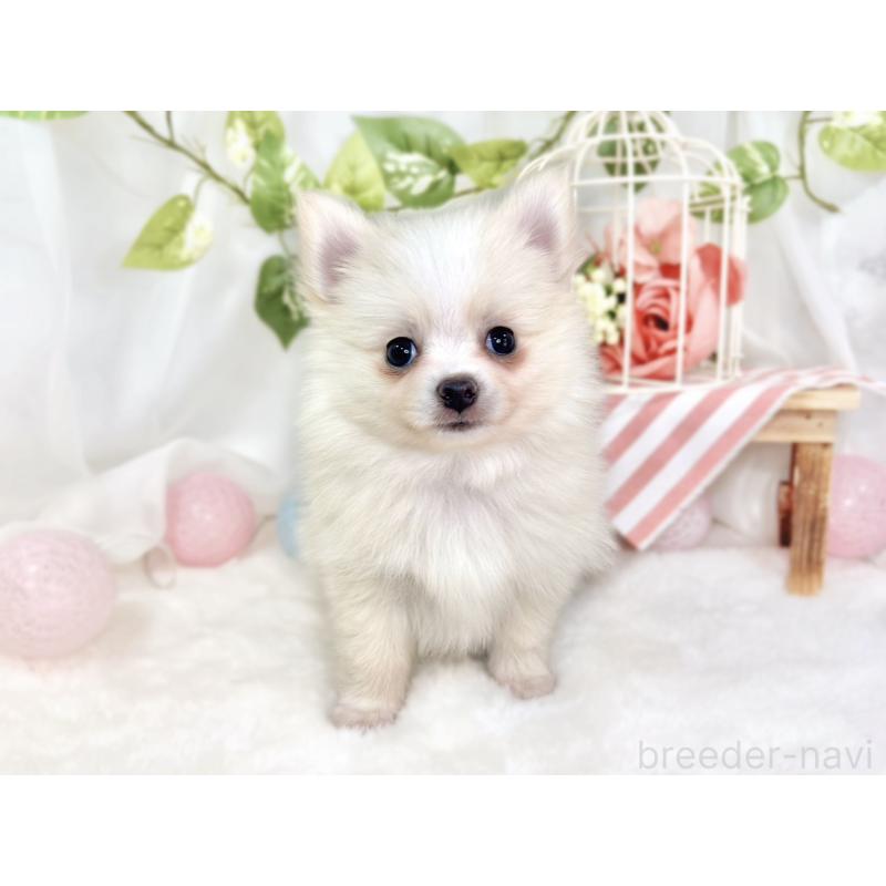 成約済の滋賀県のポメチワ:ポメラニアン×チワワ-430725の4枚目