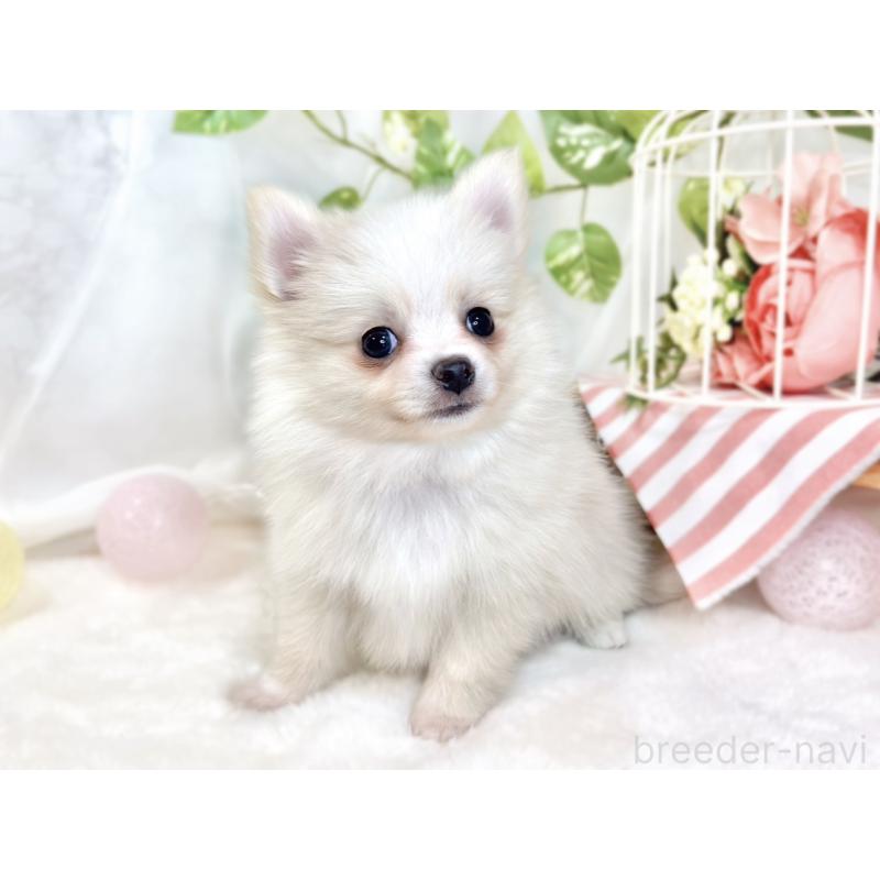 成約済の滋賀県のポメチワ:ポメラニアン×チワワ-430725の3枚目