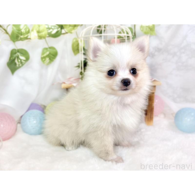 成約済の滋賀県のポメチワ:ポメラニアン×チワワ-430725の2枚目