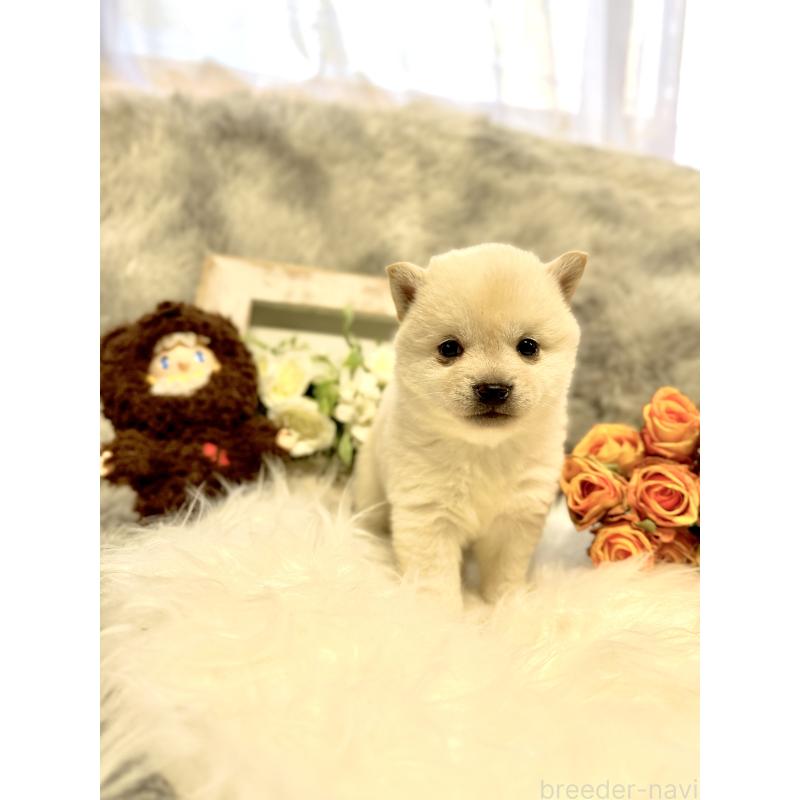 販売中の岐阜県の柴犬-431024の3枚目