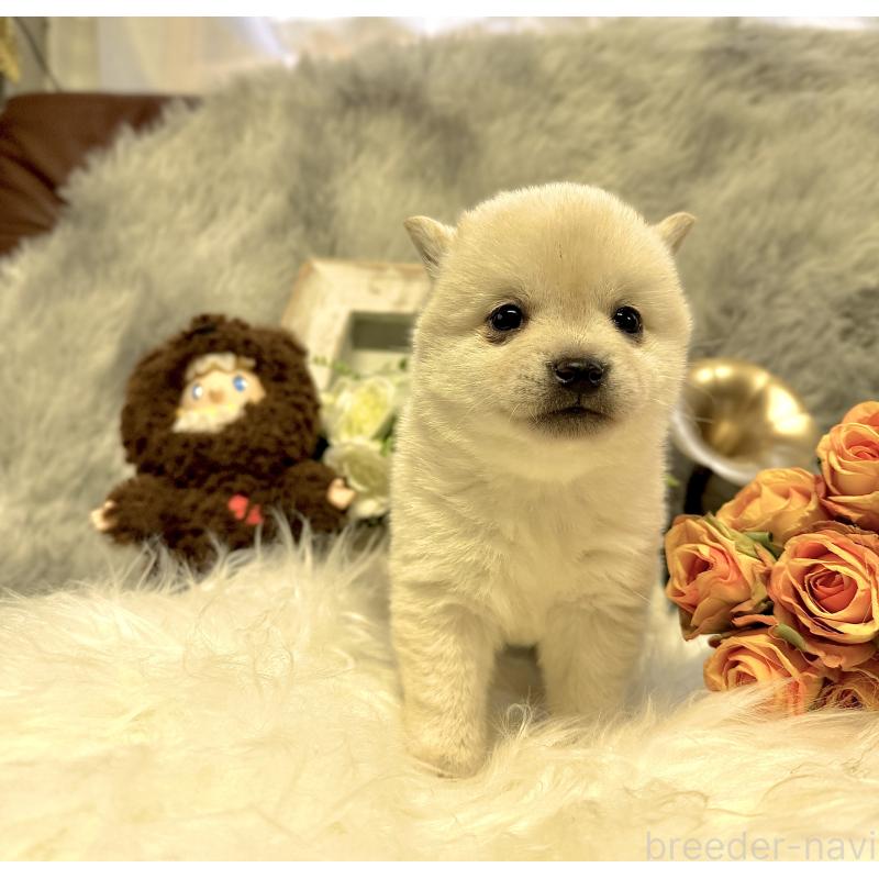 販売中の岐阜県の柴犬-431024の2枚目