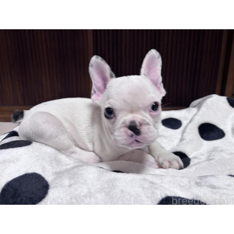 販売中の三重県のフレンチブルドッグ-431025の5枚目