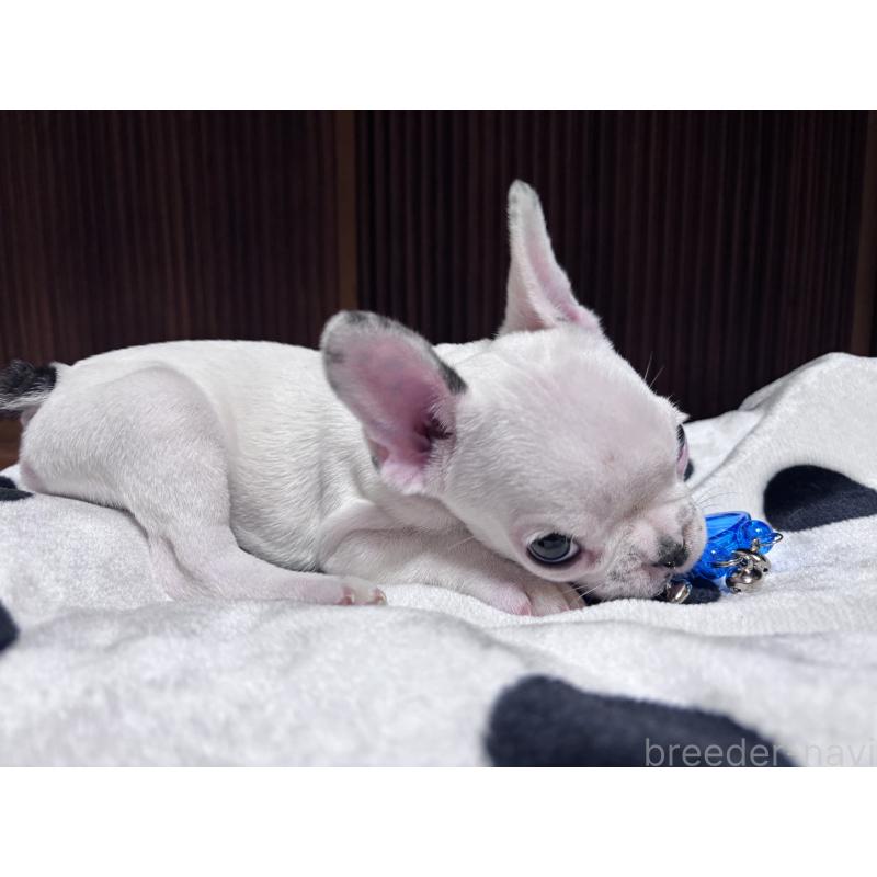 販売中の三重県のフレンチブルドッグ-431025の4枚目