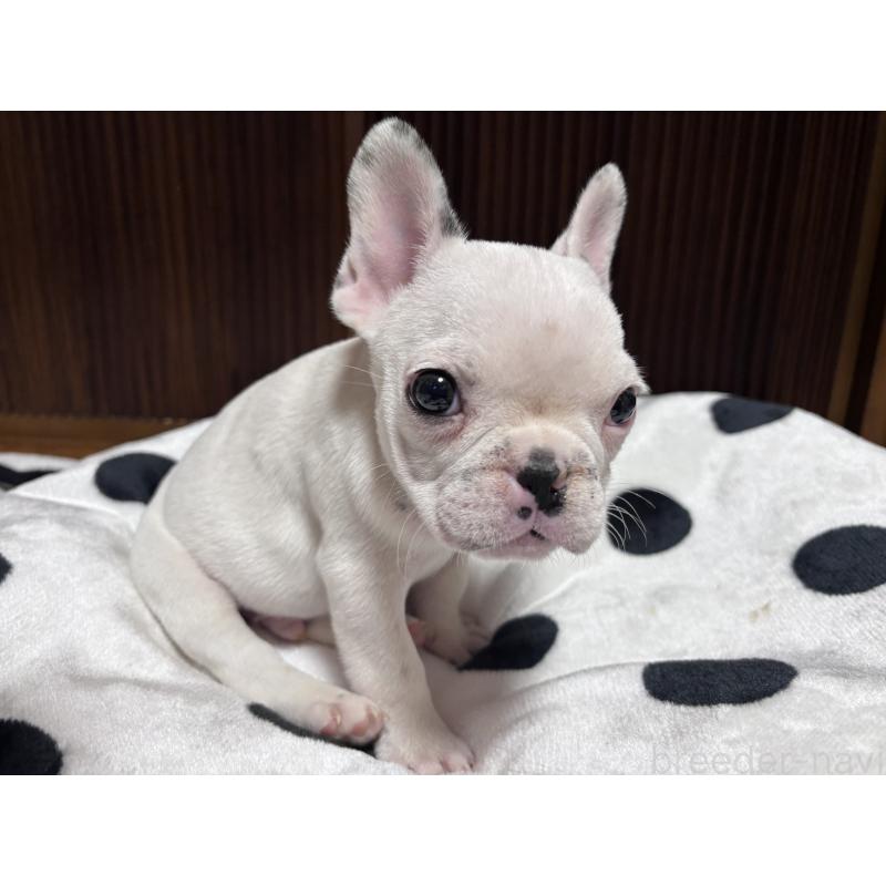 販売中の三重県のフレンチブルドッグ-431025の3枚目