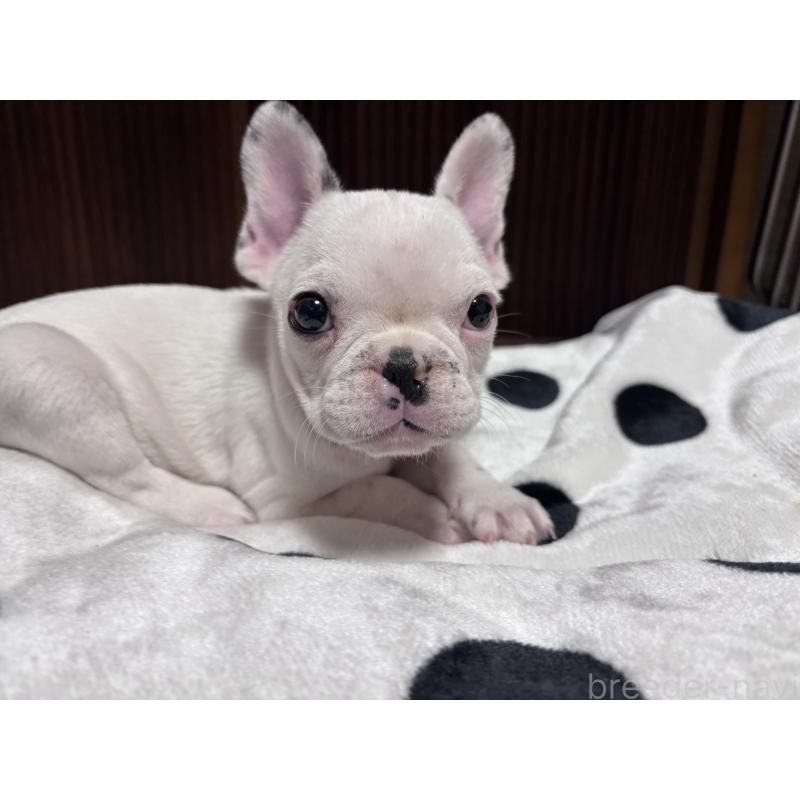 販売中の三重県のフレンチブルドッグ-431025の1枚目