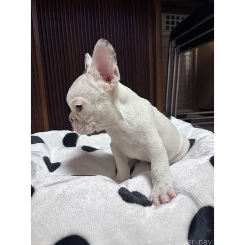 販売中の三重県のフレンチブルドッグ-431025の2枚目