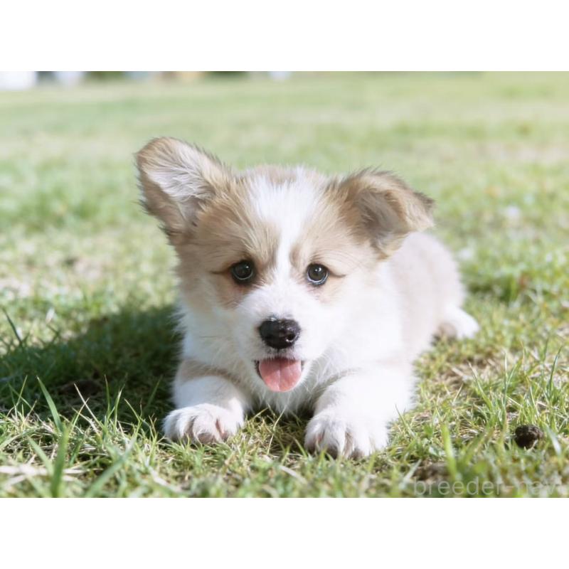 販売中の茨城県のウェルシュコーギーペンブローク-428260