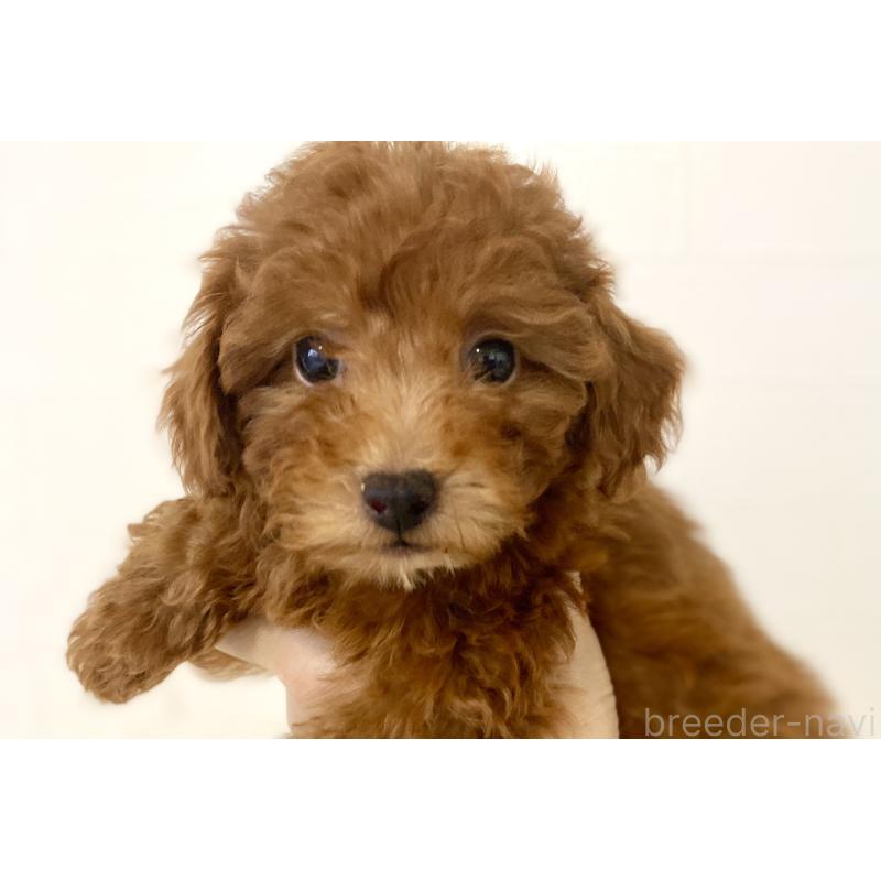 成約済の静岡県のトイプードル-427482の6枚目