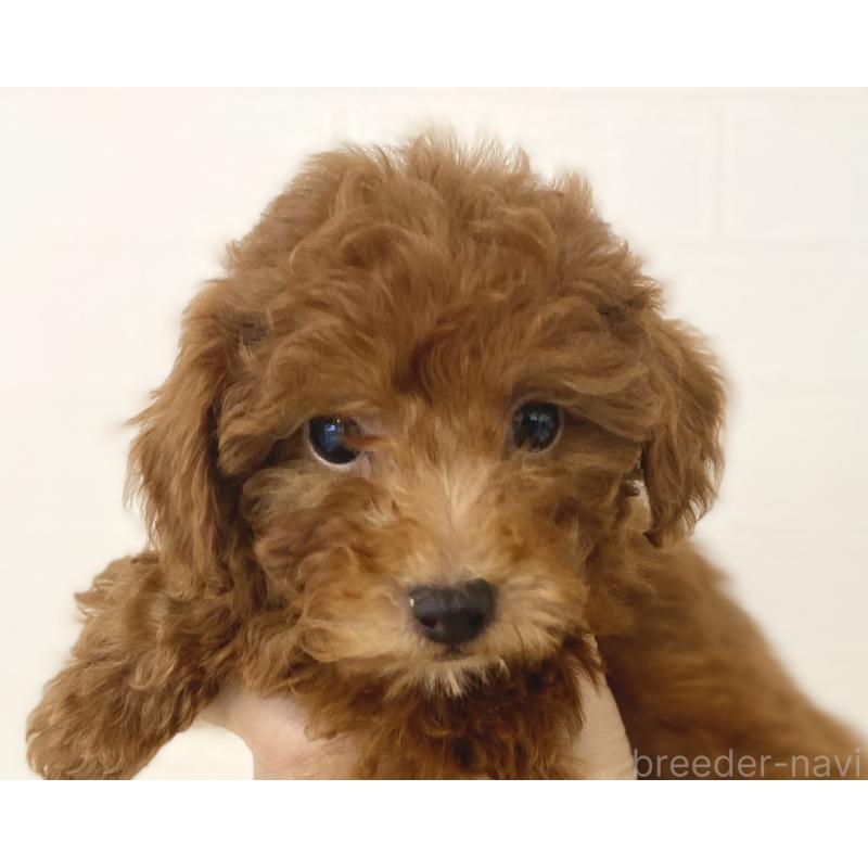 成約済の静岡県のトイプードル-427482の5枚目